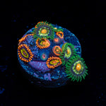 Zoanthid Combo Coral showcasing colony growth in reef aquarium