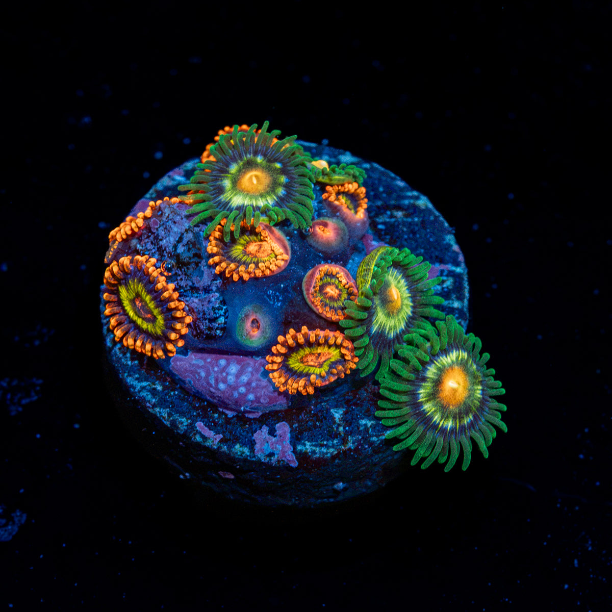 Zoanthid Combo Coral showcasing colony growth in reef aquarium