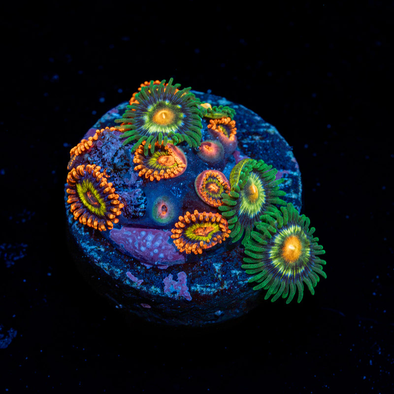 Zoanthid Combo Coral showcasing colony growth in reef aquarium