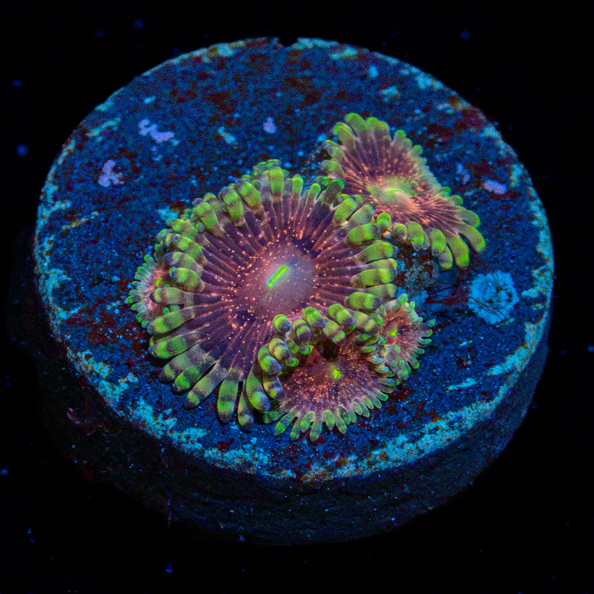 Lush Lunar Zoanthid Coral colony growth in reef aquarium environment