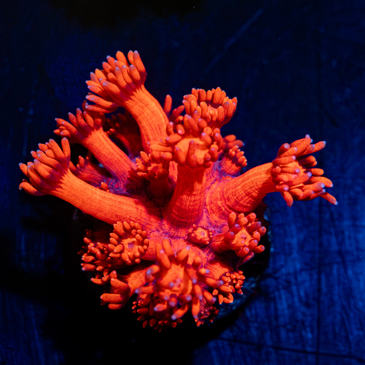 Red Bull Goniopora Coral with flower-like polyps in reef aquarium