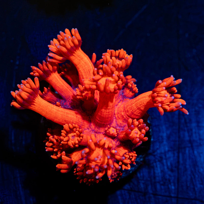 Red Bull Goniopora Coral with flower-like polyps in reef aquarium