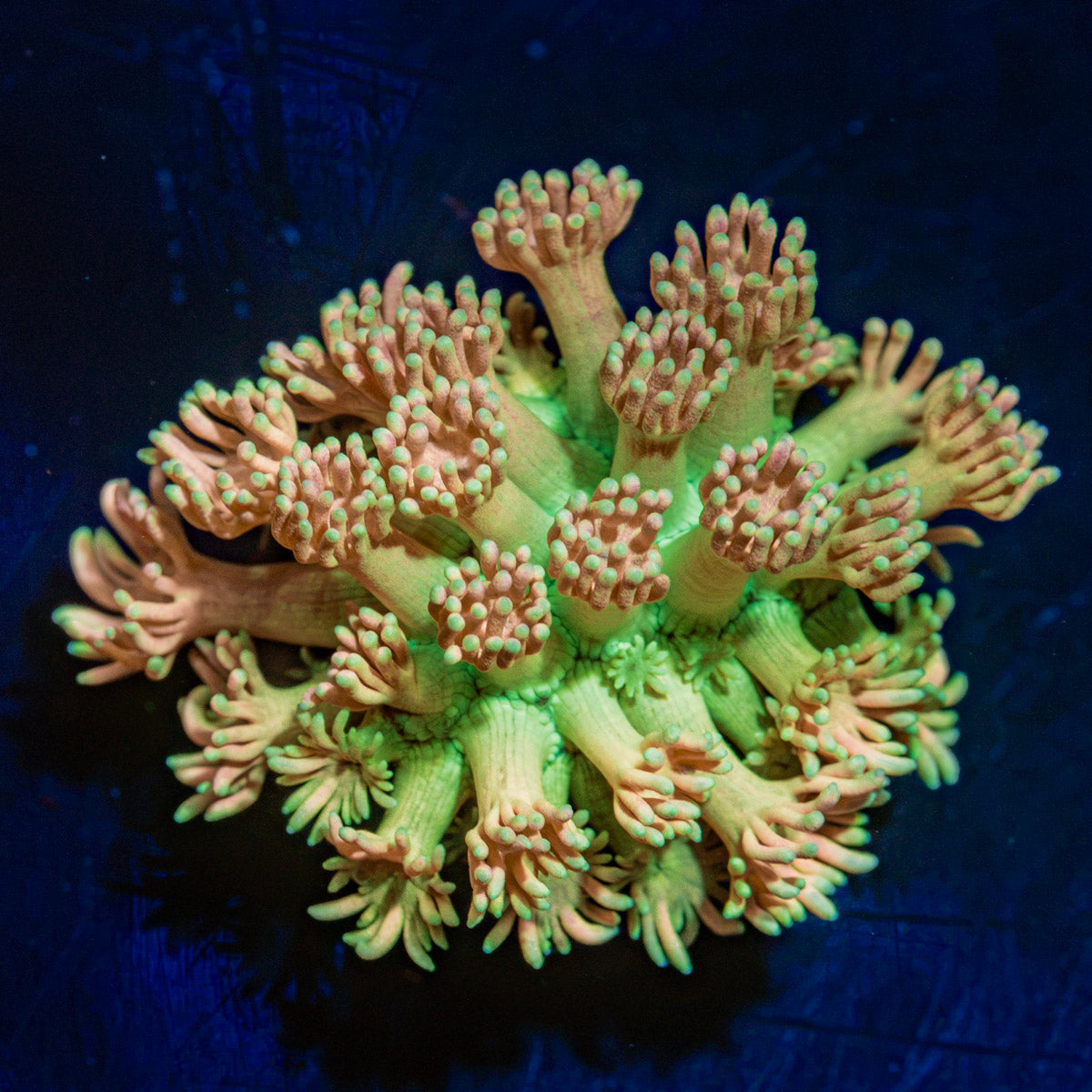 Encore Goniopora Coral with flower-like polyps in reef aquarium