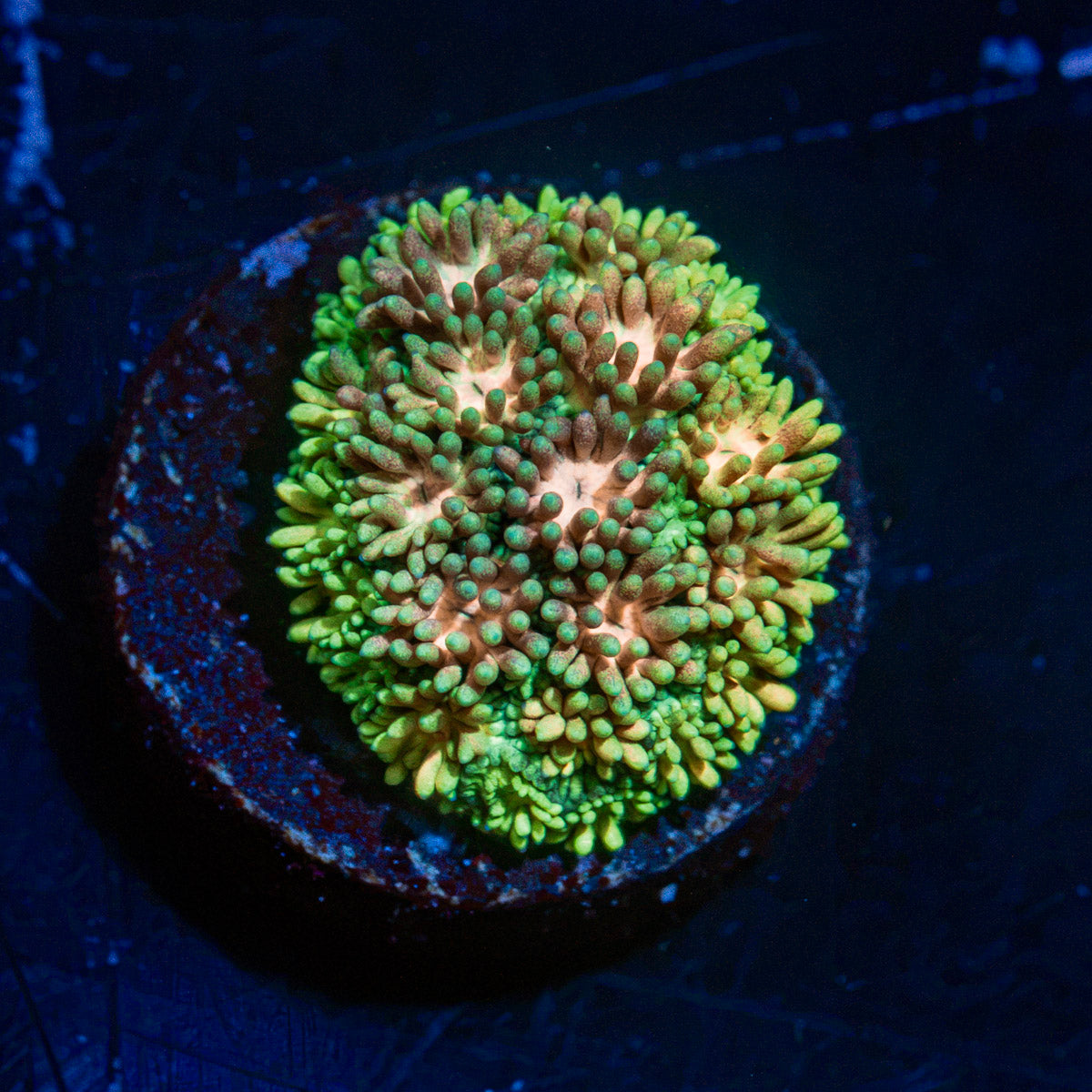 Encore Goniopora Coral with flower-like polyps in reef aquarium