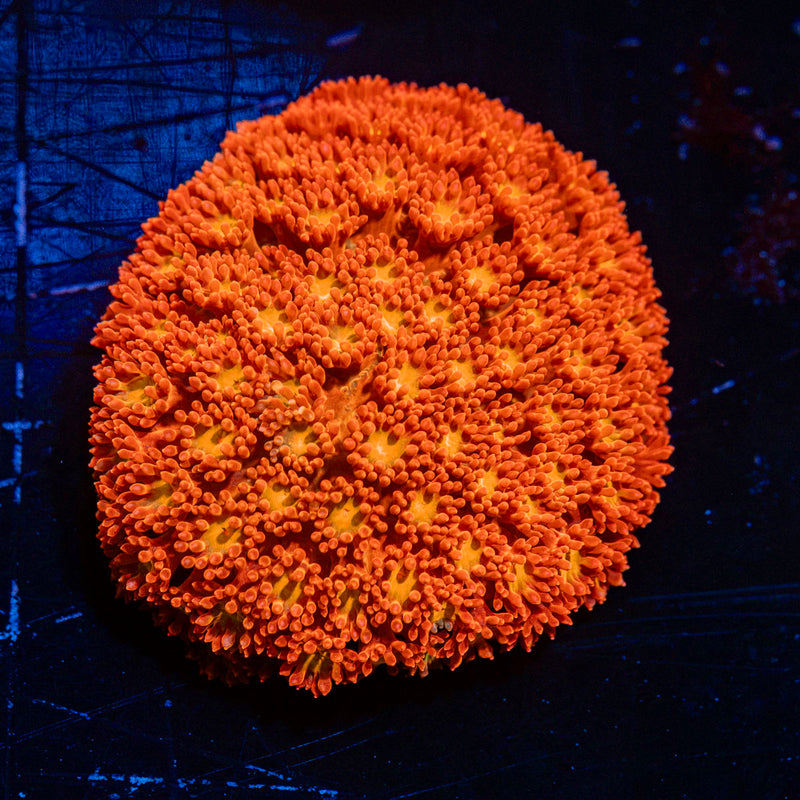 Reese Pieces Micro Goniopora Coral with flower-like polyps in reef aquarium