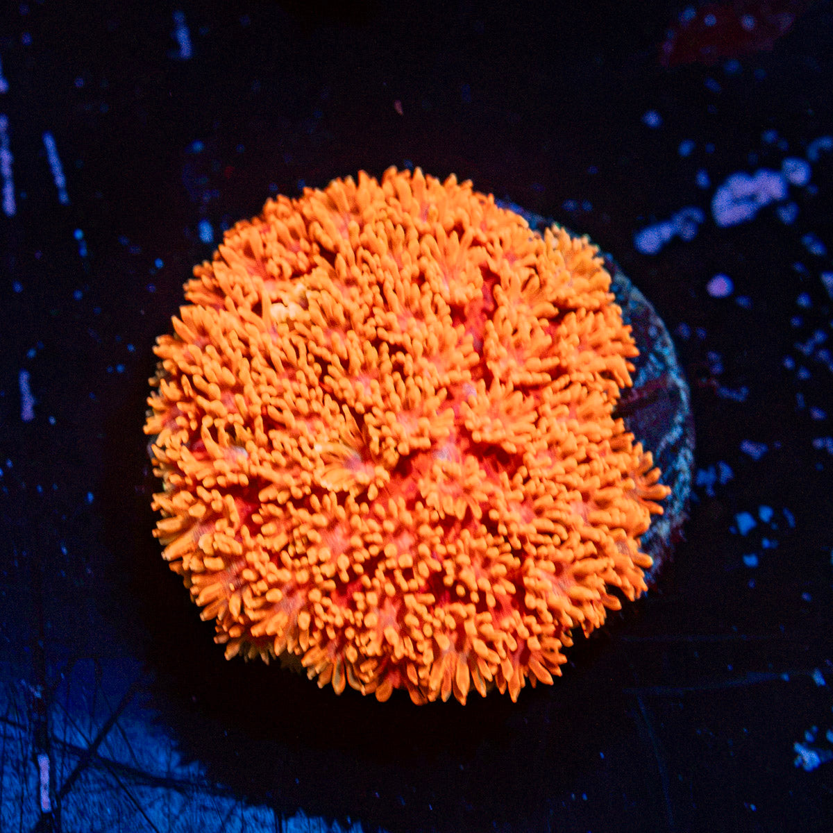 Laffy Taffy Micro Goniopora Coral with flower-like polyps in reef aquarium