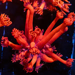 Red Bull Goniopora Coral with flower-like polyps in reef aquarium