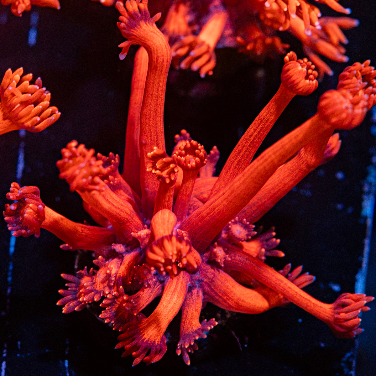 Red Bull Goniopora Coral with flower-like polyps in reef aquarium