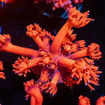 Red Bull Goniopora Coral with flower-like polyps in reef aquarium