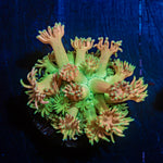 Encore Goniopora Coral with flower-like polyps in reef aquarium