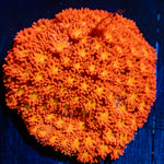 Reese Pieces Micro Goniopora Coral with flower-like polyps in reef aquarium