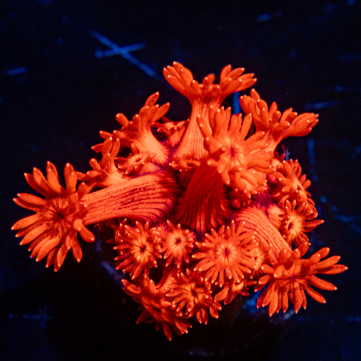 Red Rum Goniopora Coral with flower-like polyps in reef aquarium