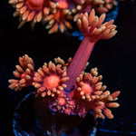 Iron Man Goniopora Coral with flower-like polyps in reef aquarium