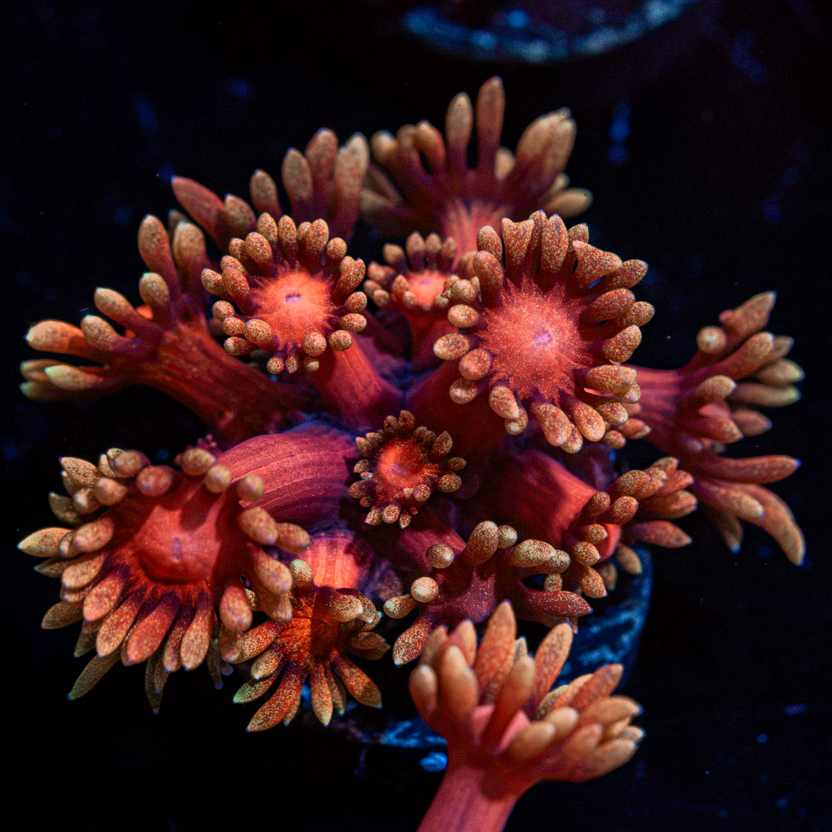 Iron Man Goniopora Coral with flower-like polyps in reef aquarium
