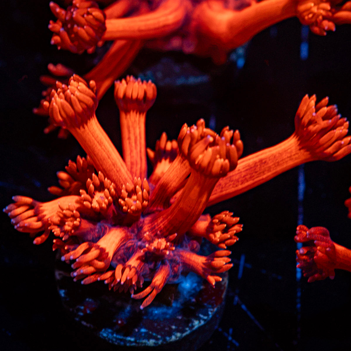 Red Rum Goniopora Coral with flower-like polyps in reef aquarium