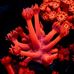 Scarlite Goniopora Coral with flower-like polyps in reef aquarium