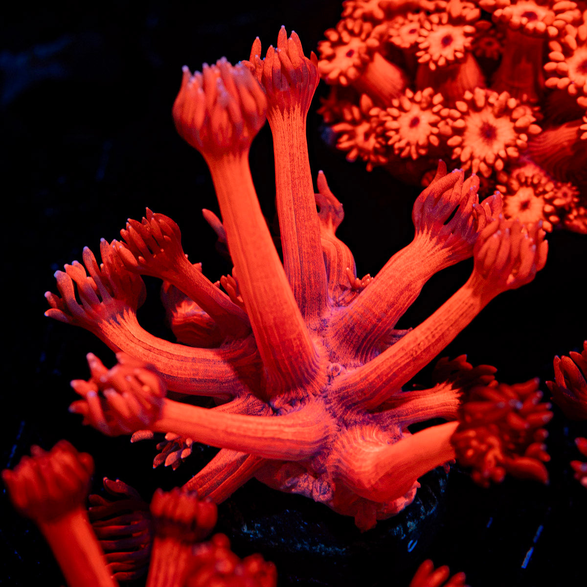 Scarlite Goniopora Coral with flower-like polyps in reef aquarium