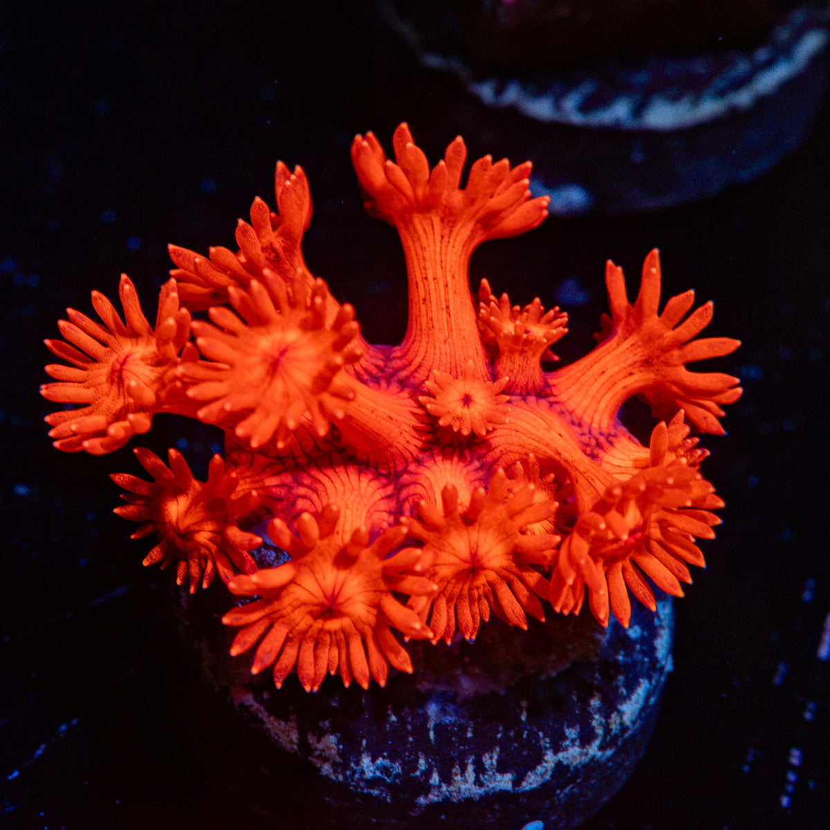 Scarlite Goniopora Coral with flower-like polyps in reef aquarium
