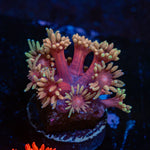 Iron Man Goniopora Coral with flower-like polyps in reef aquarium