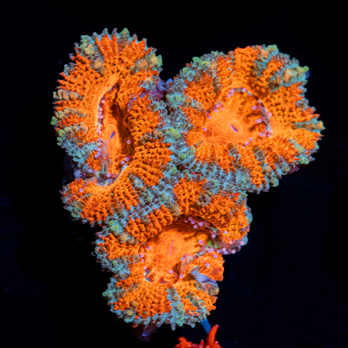 Acan Coral with fleshy polyps in reef aquarium