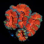 Acan Coral with fleshy polyps in reef aquarium