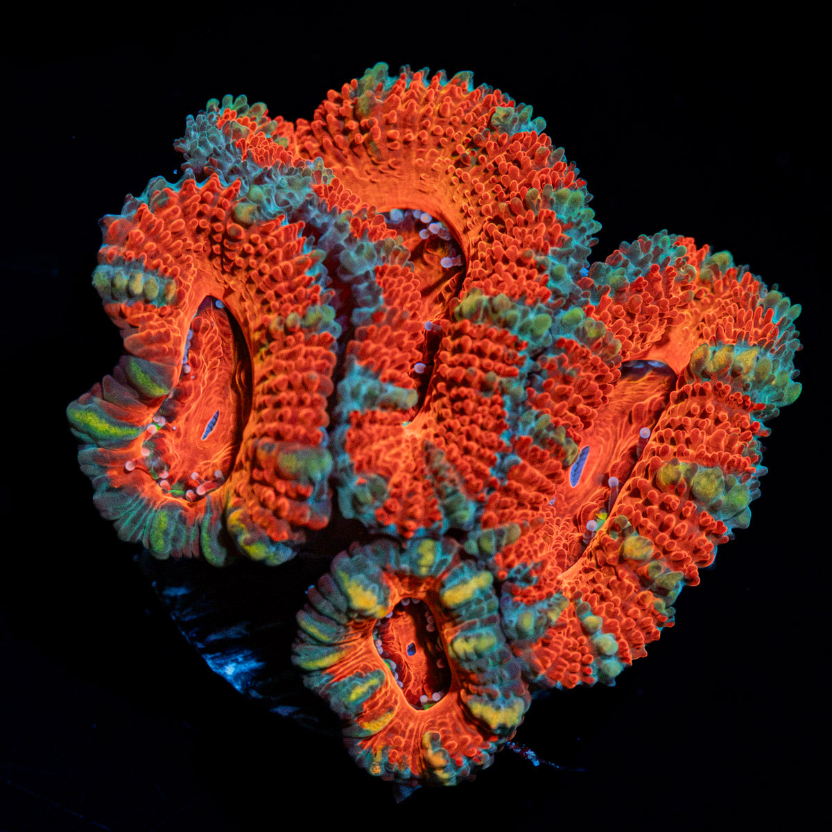 Acan Coral with fleshy polyps in reef aquarium