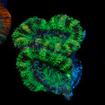 Acan Coral with fleshy polyps in reef aquarium