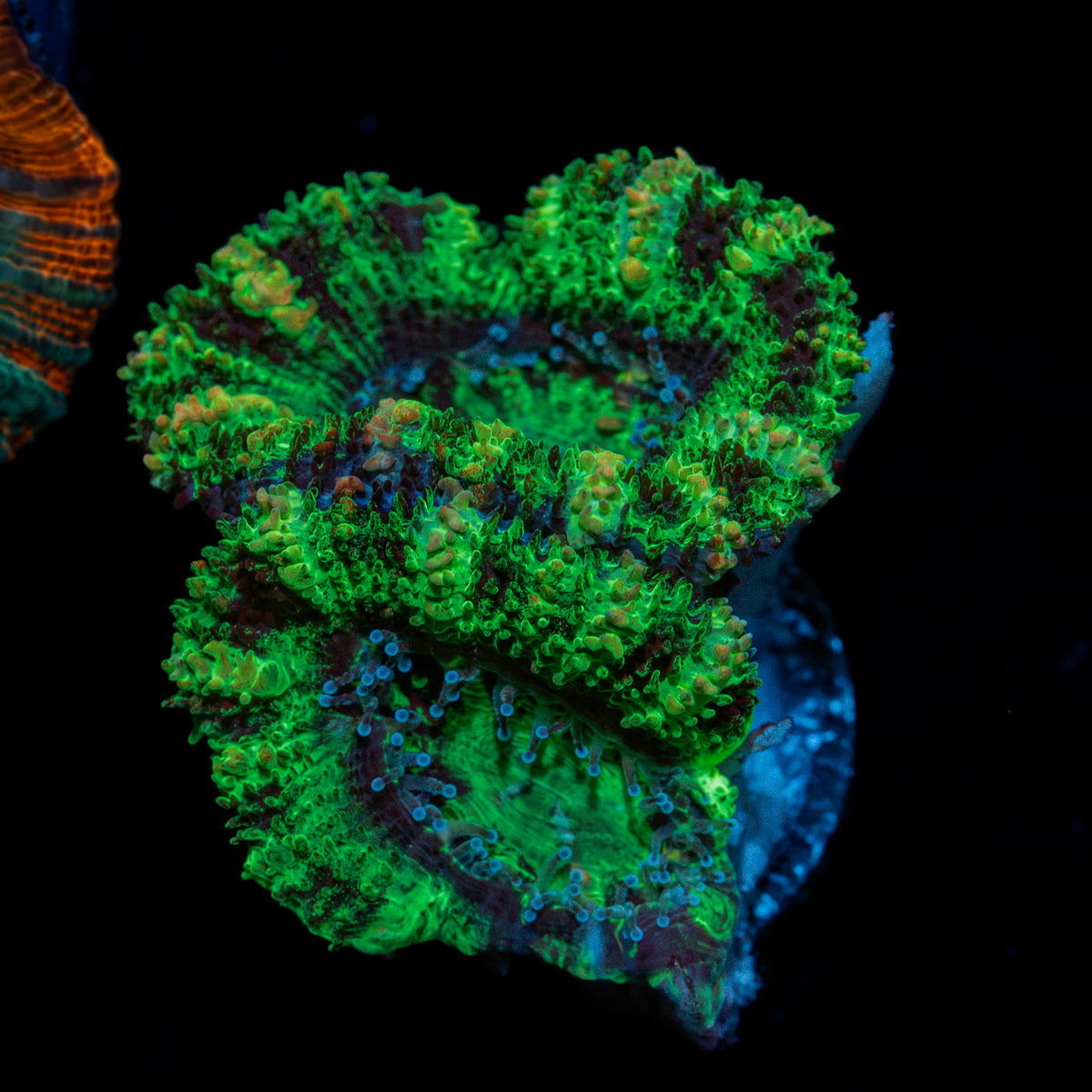 Acan Coral with fleshy polyps in reef aquarium