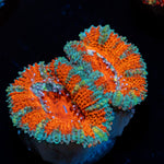 Acan Coral with fleshy polyps in reef aquarium
