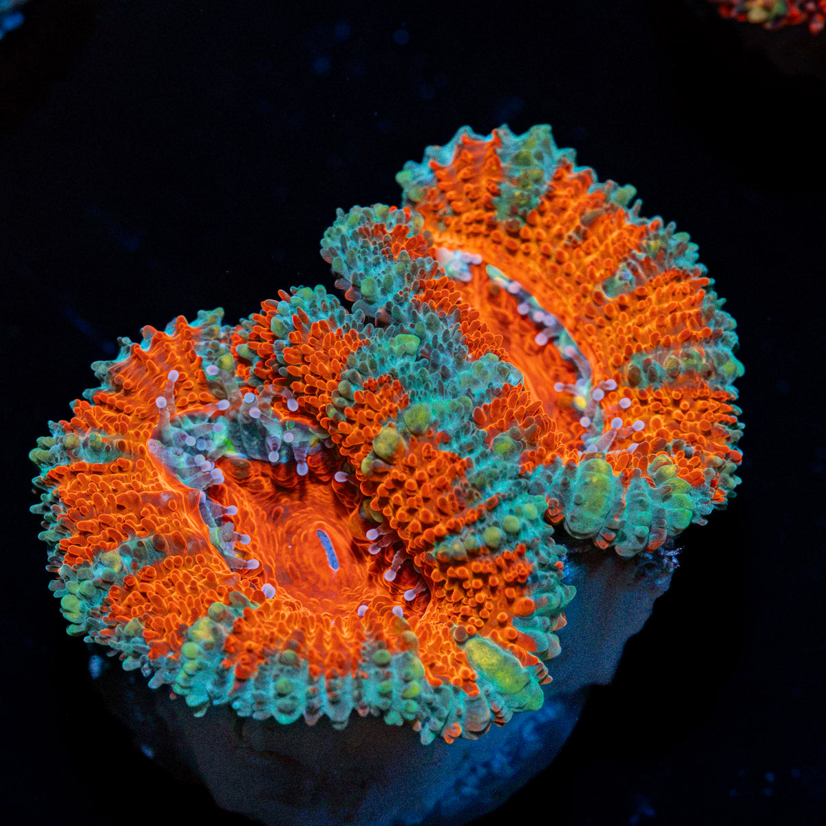 Acan Coral with fleshy polyps in reef aquarium