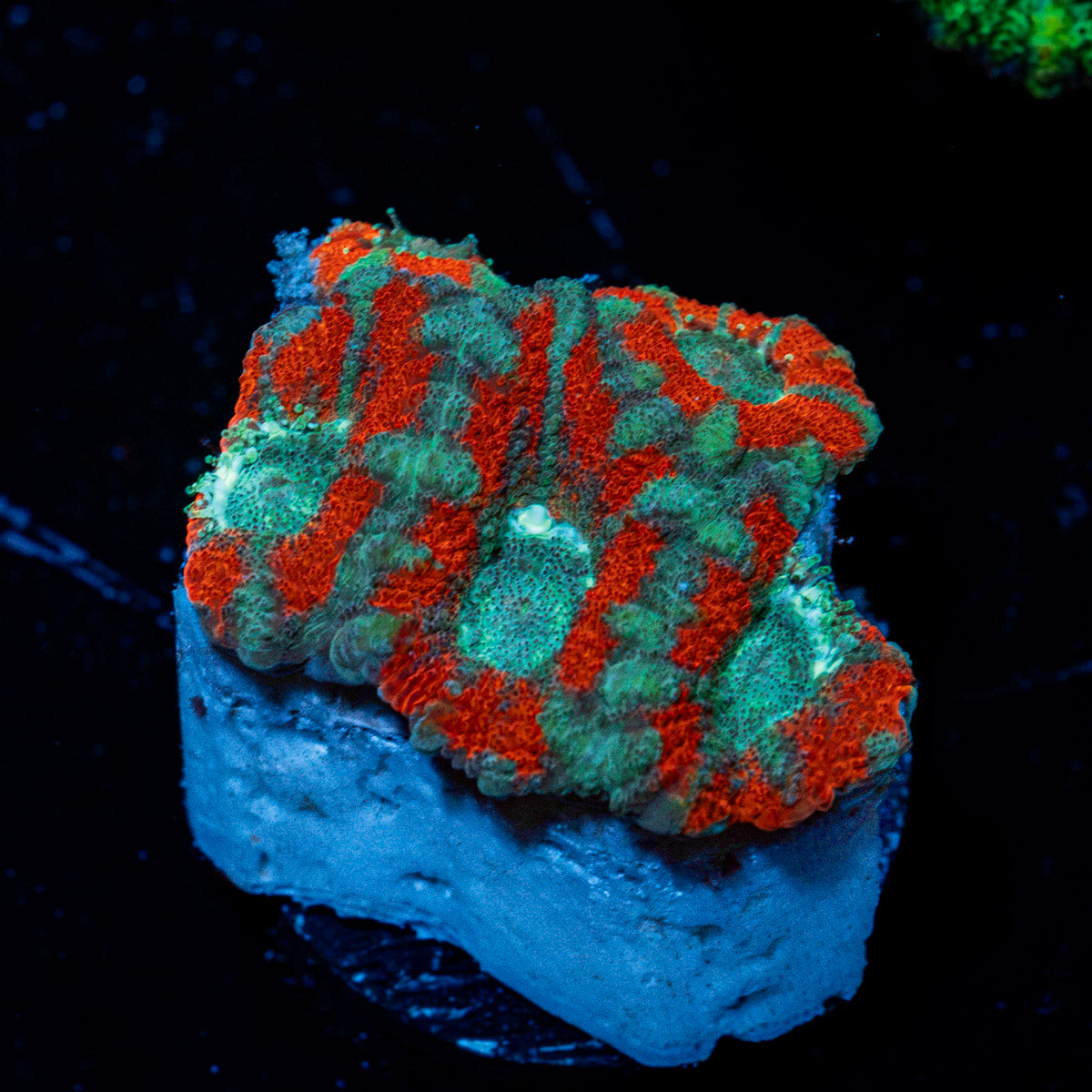 Acan Coral with fleshy polyps in reef aquarium
