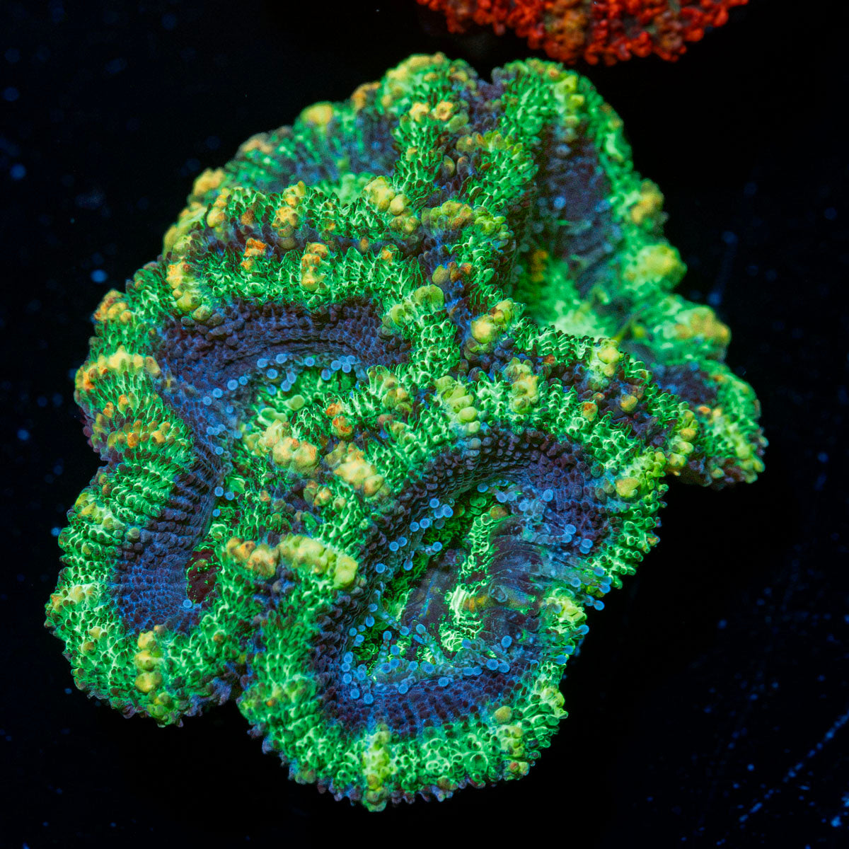 Acan Coral with fleshy polyps in reef aquarium