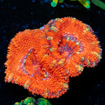 Acan Coral with fleshy polyps in reef aquarium