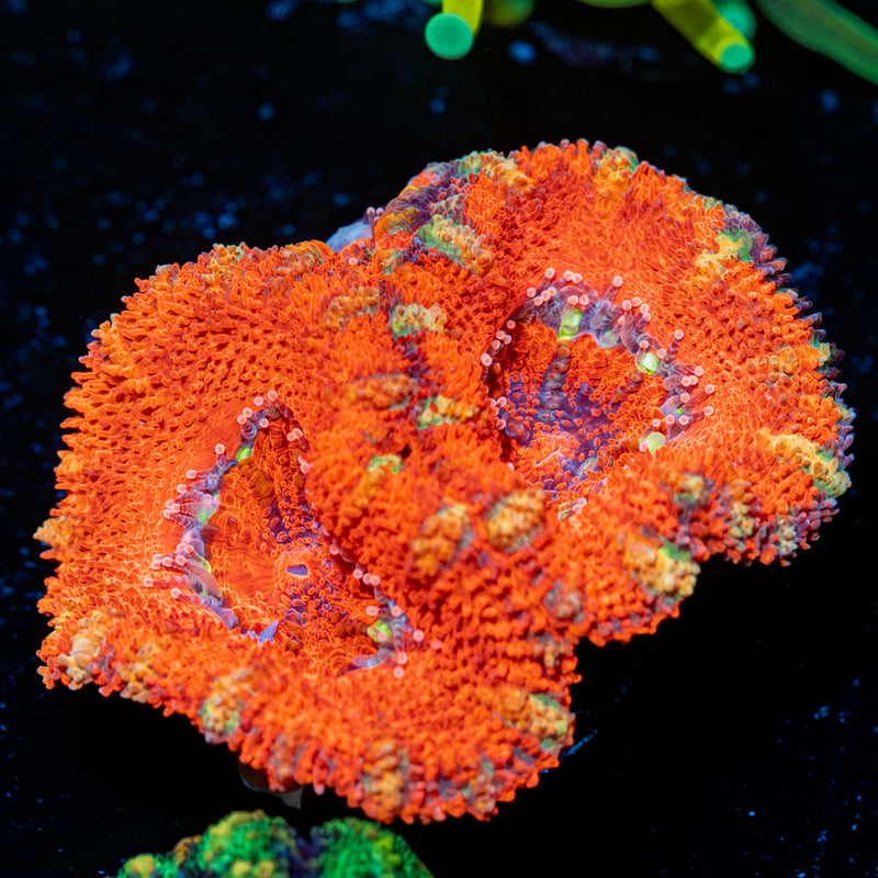 Acan Coral with fleshy polyps in reef aquarium