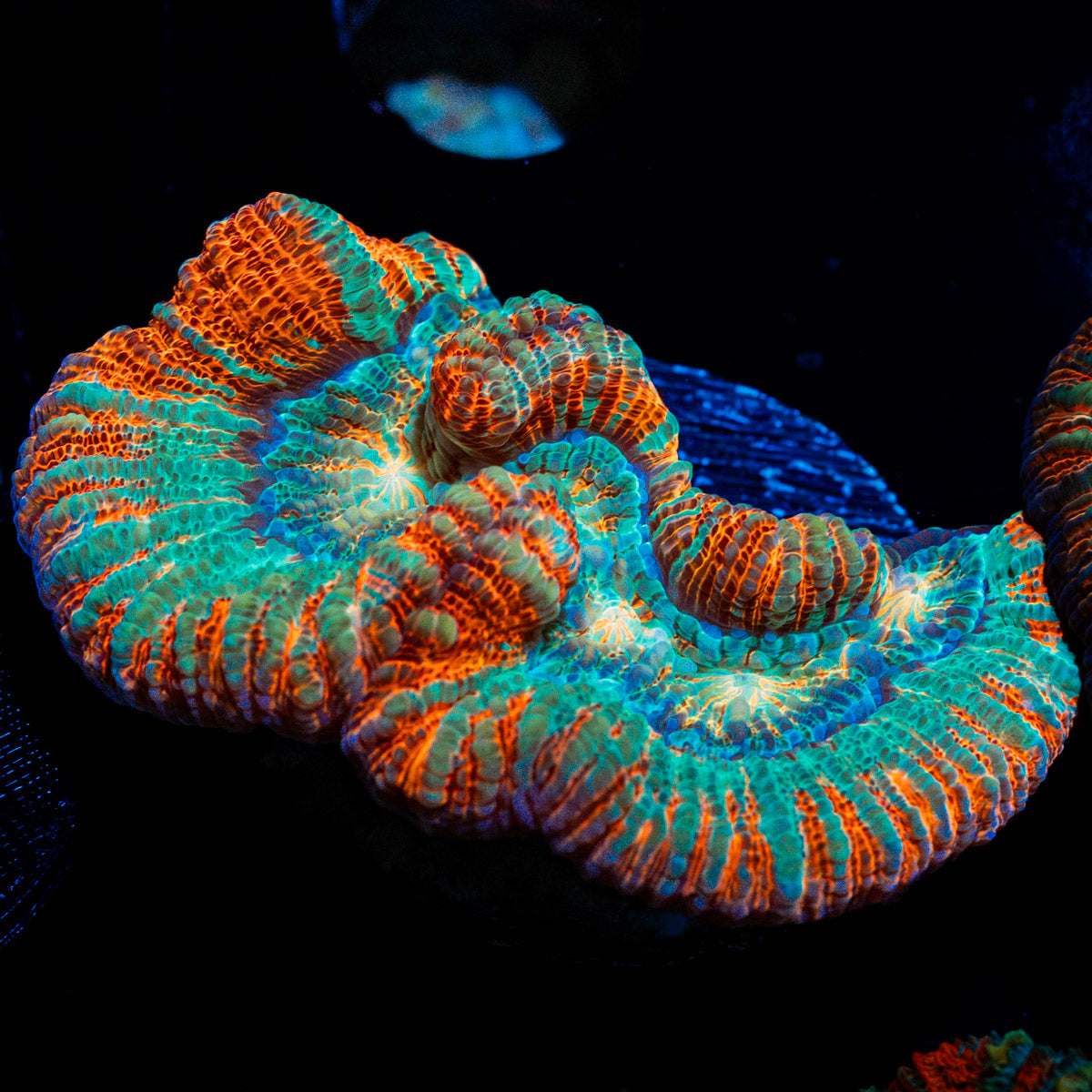 Tsunami Wilsoni Coral with fleshy open polyp in reef aquarium