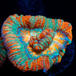 Tsunami Wilsoni Coral with fleshy open polyp in reef aquarium
