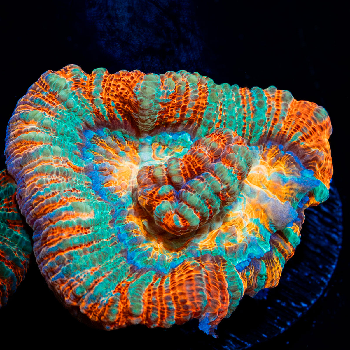 Tsunami Wilsoni Coral with fleshy open polyp in reef aquarium