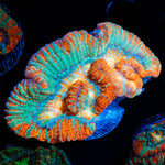Tsunami Wilsoni Coral with fleshy open polyp in reef aquarium