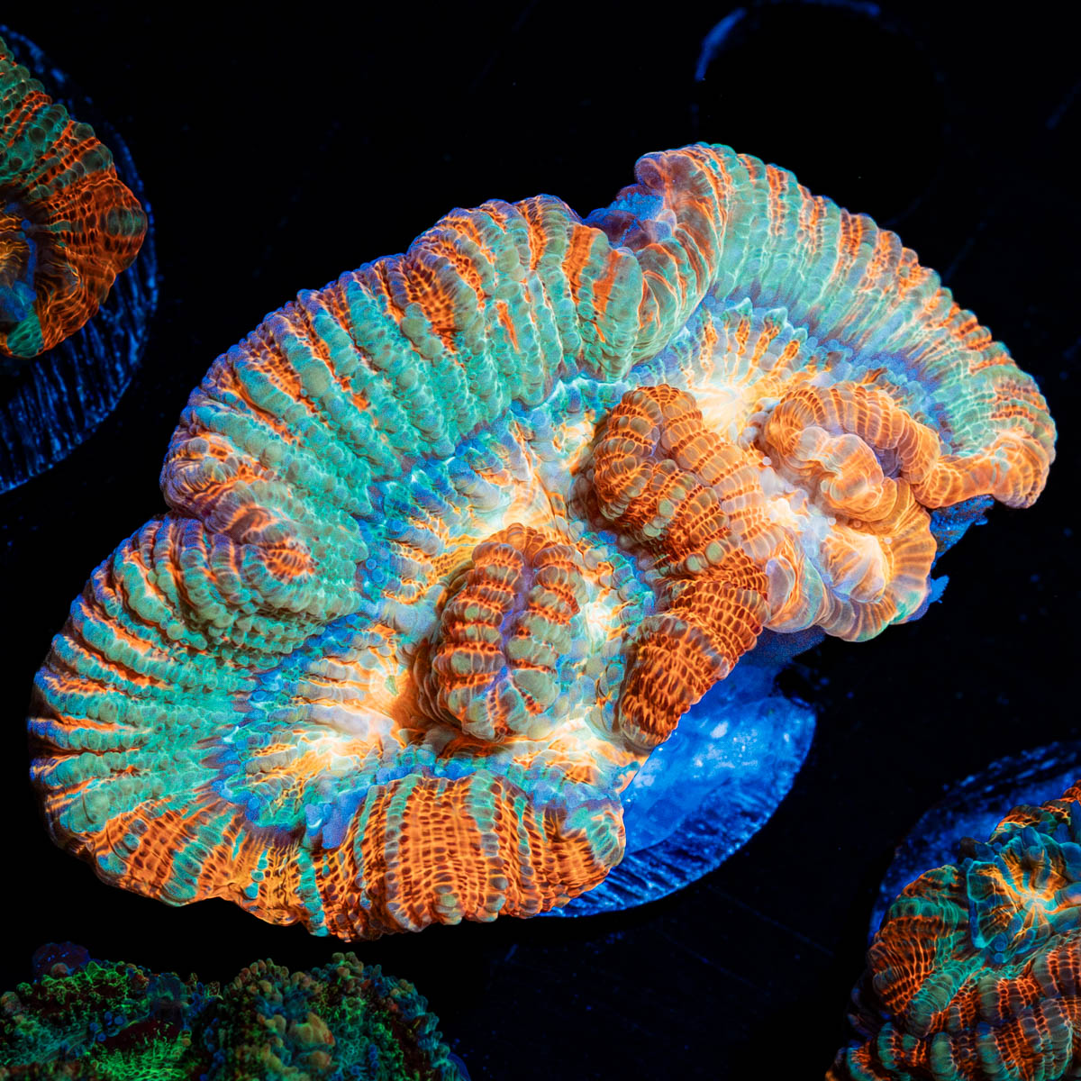 Tsunami Wilsoni Coral with fleshy open polyp in reef aquarium