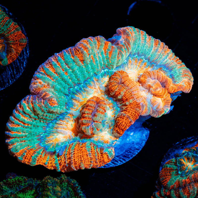 Tsunami Wilsoni Coral with fleshy open polyp in reef aquarium
