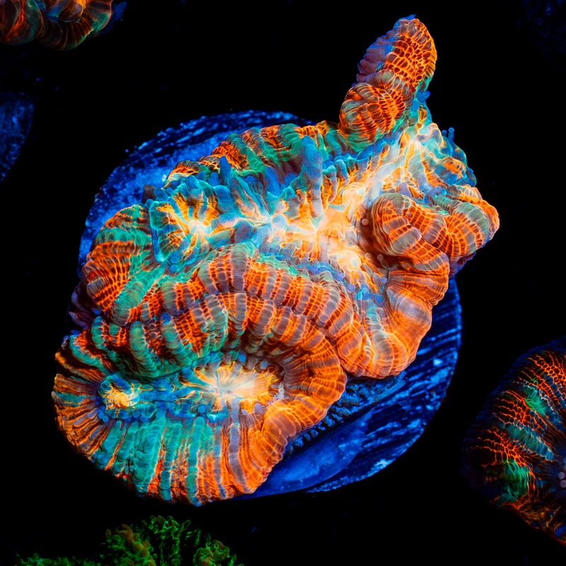 Tsunami Wilsoni Coral with fleshy open polyp in reef aquarium
