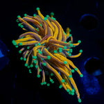 Jester Torch Euphyllia Coral with flowing tentacles in reef aquarium