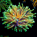 Inferno Torch Euphyllia Coral with flowing tentacles in reef aquarium