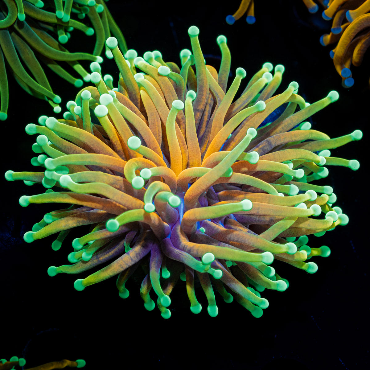 Inferno Torch Euphyllia Coral with flowing tentacles in reef aquarium