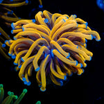 24K gold torch Euphyllia coral with flowing tentacles in reef aquarium