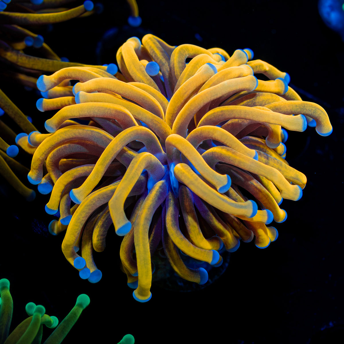 24K gold torch Euphyllia coral with flowing tentacles in reef aquarium