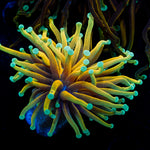 Hellfire Torch Euphyllia Coral with flowing tentacles in reef aquarium