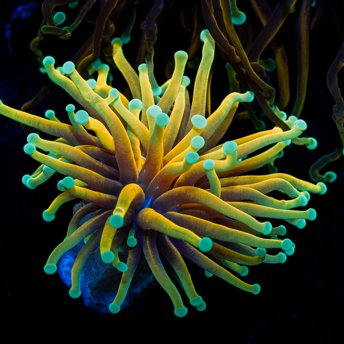 Hellfire Torch Euphyllia Coral with flowing tentacles in reef aquarium