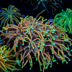 Splitting Double Head 21 Tails Torch Euphyllia Coral with flowing tentacles in reef aquarium