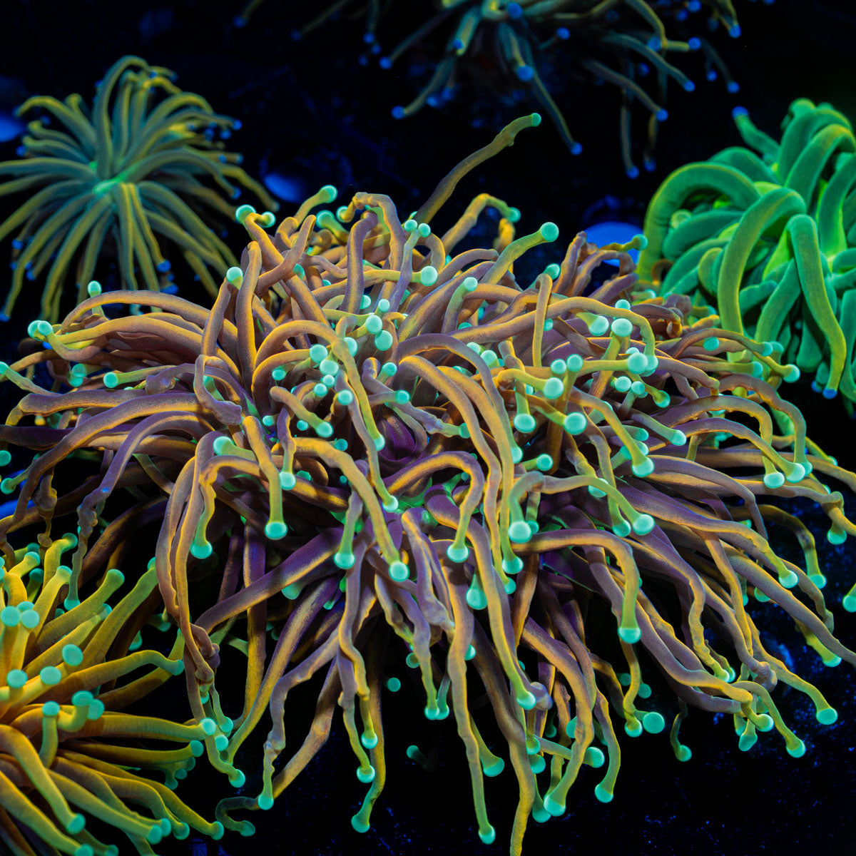 Splitting Double Head 21 Tails Torch Euphyllia Coral with flowing tentacles in reef aquarium